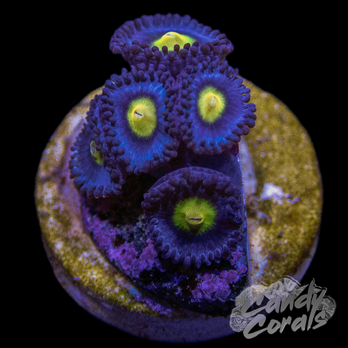 Aoi Zoa Frag Z46 – Candy Corals