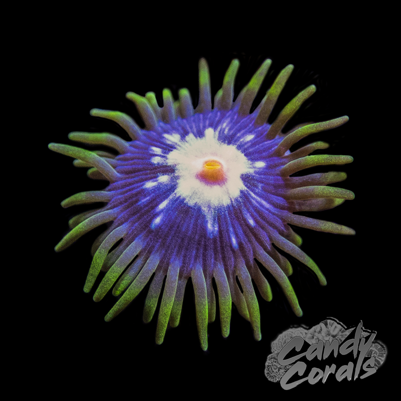 Pinwheel Zoanthid Frag Z58