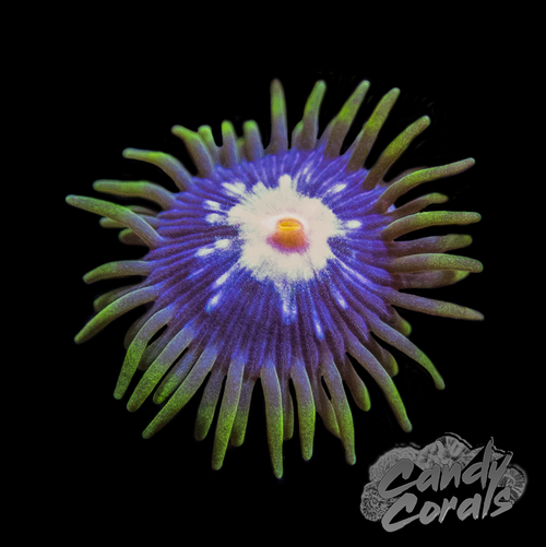 Pinwheel Zoanthid Frag Z83 – Candy Corals