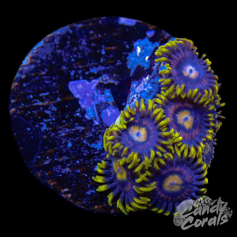 Galactic Burst Zoanthid Frag Z48