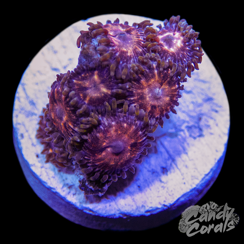 Pink Nebula Zoanthid Frag Z80