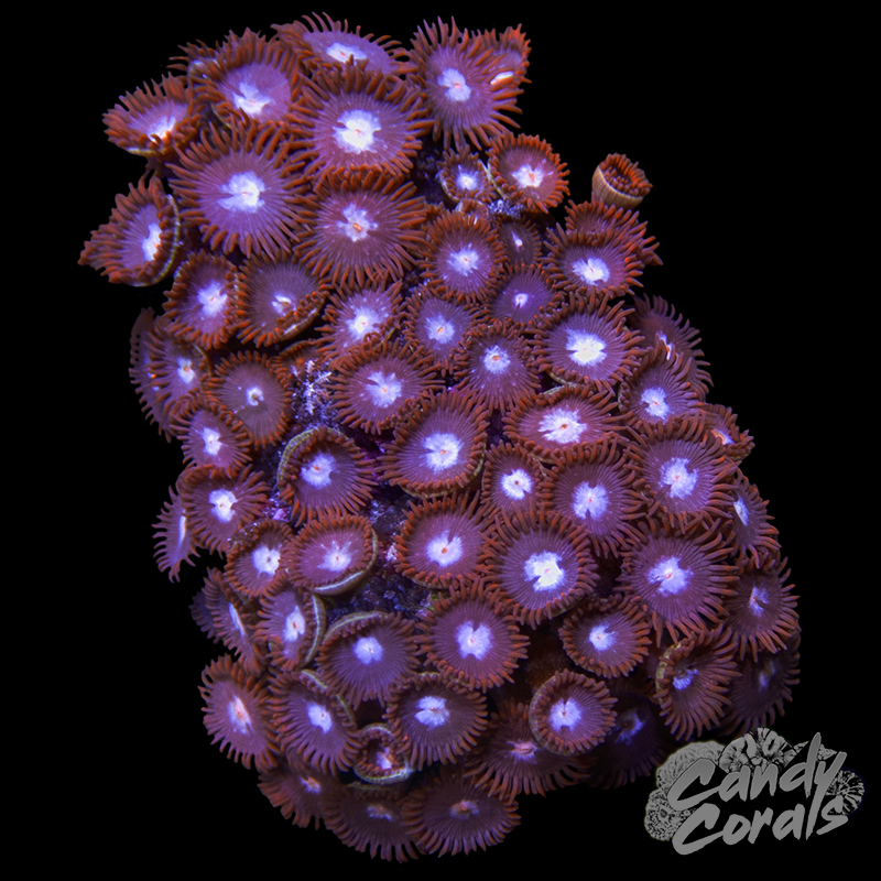 Fire and Ice Zoa WYSIWYG 8