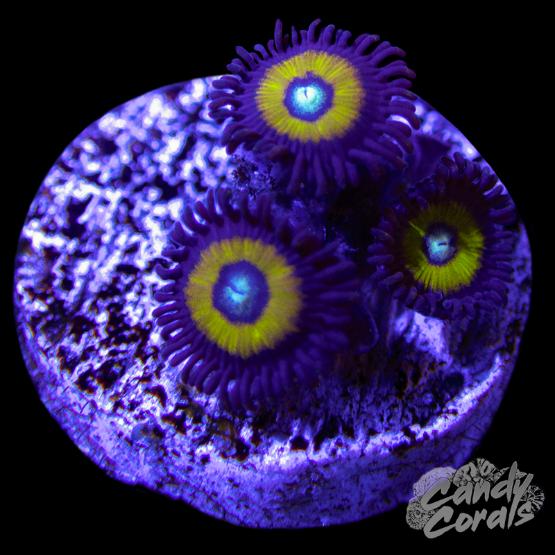 Belladonna Zoanthid Frag Z74