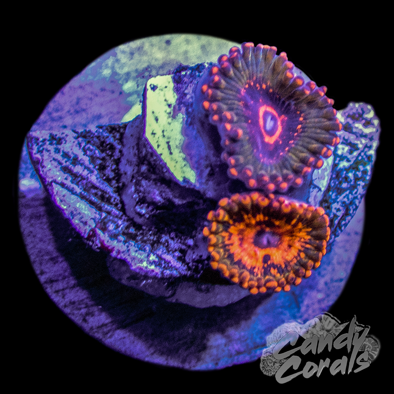 JF Azz Krak Zoanthid frag(1-2 Polyps) Z5