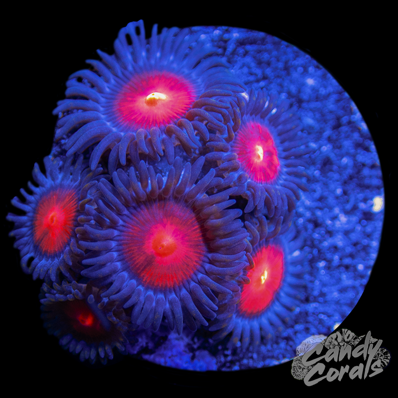 Burning Man Zoa Frag Z52