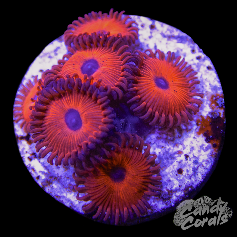 Keds Red Zoanthid Per Polyp Z54