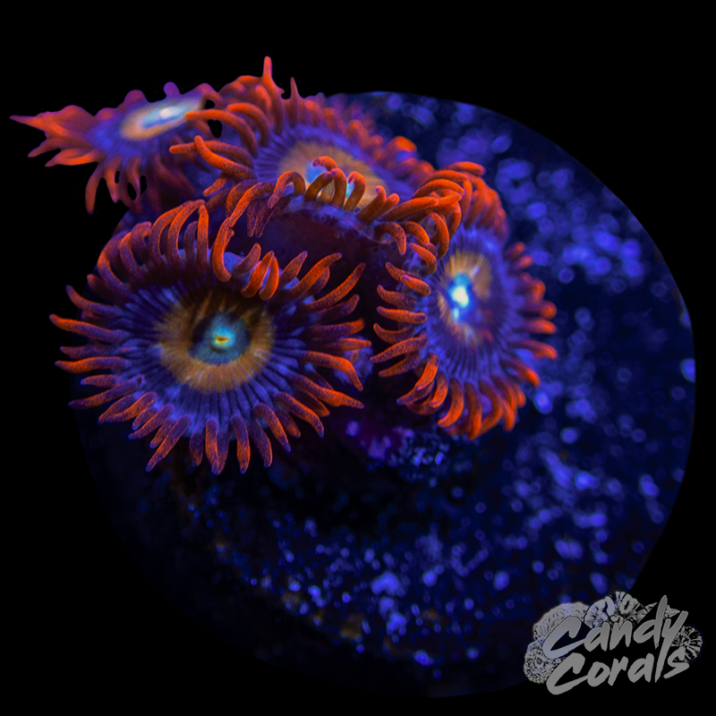 ECC Shatterfield  Zoanthid Frag Z39