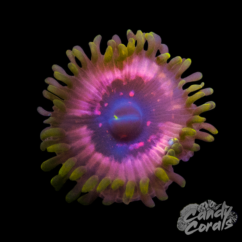 WWC Tazer Zoanthid Per Polyp Z17