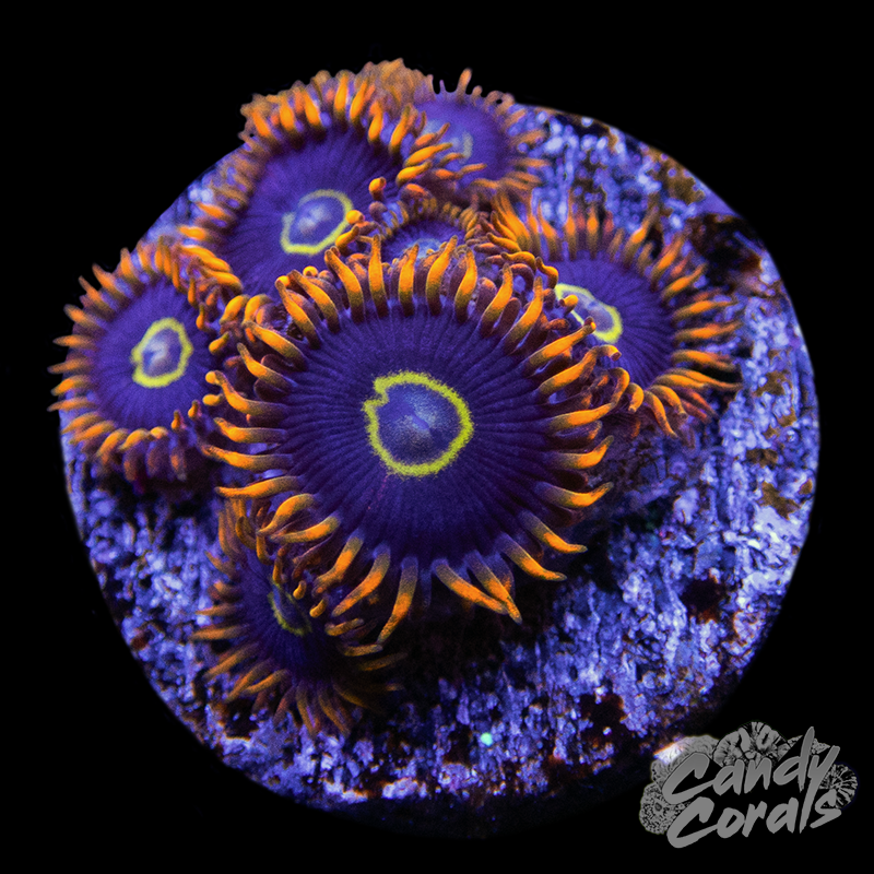 Rainbow Hornet Zoanthid Frag Z33