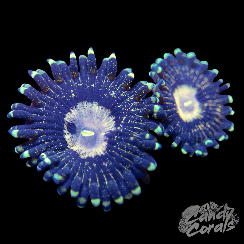 Queen Krak Zoanthid Per Polyp Z7