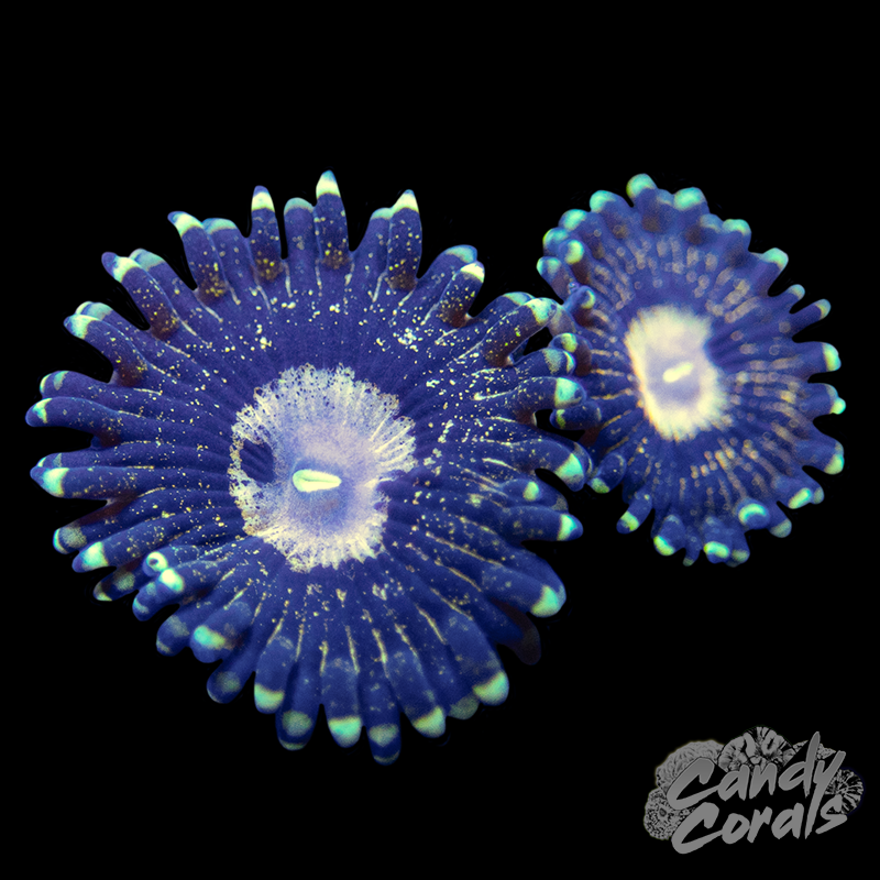 Queen Krak Zoanthid Per Polyp Z11