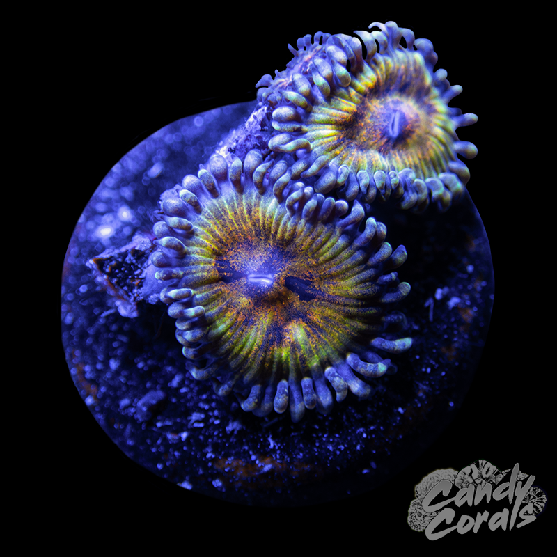 Party On Zoanthid Frag Z51