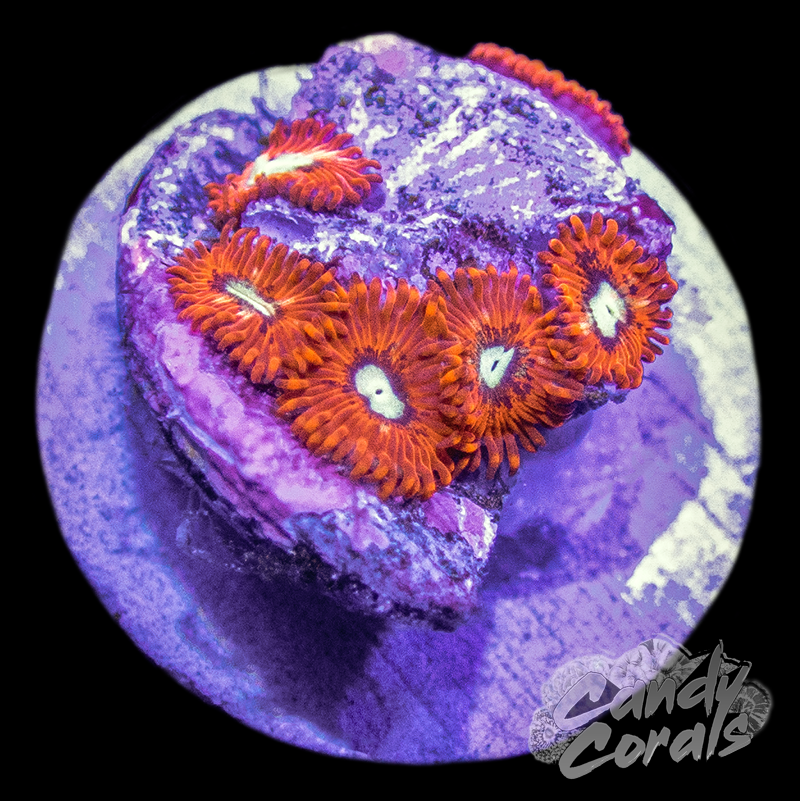 Charmanders Zoanthid Frag Z8