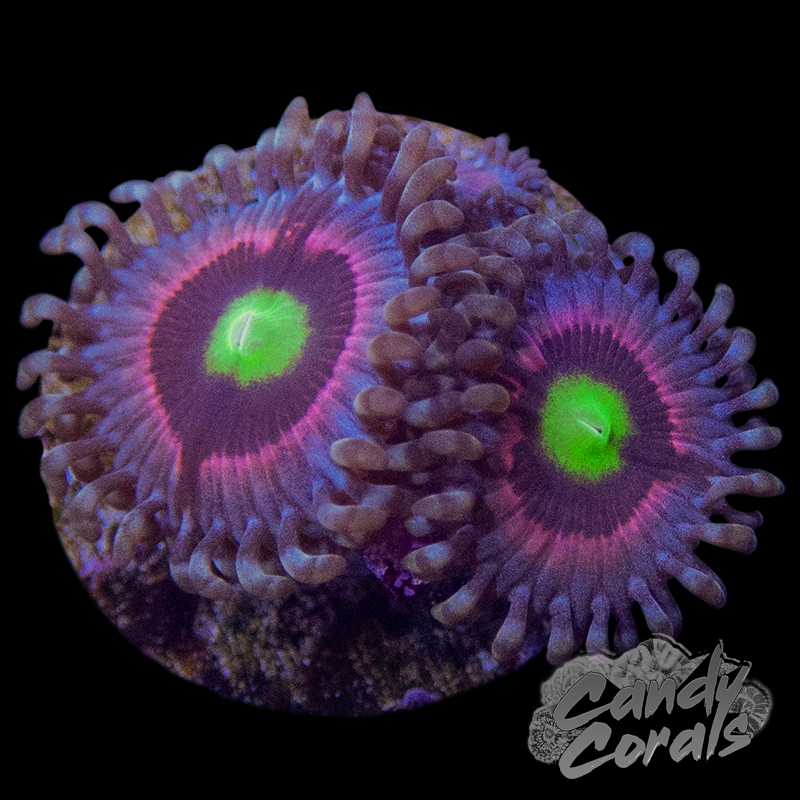 Pink Ring of Death Palythoa Frag