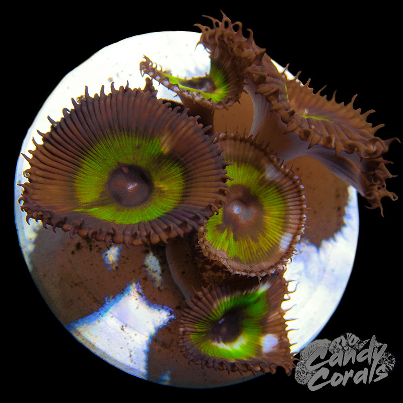 Palythoa Grandis WYSIWYG 1