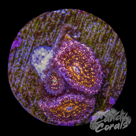 Jason Fox Frankies Acid Trip Zoa Frag