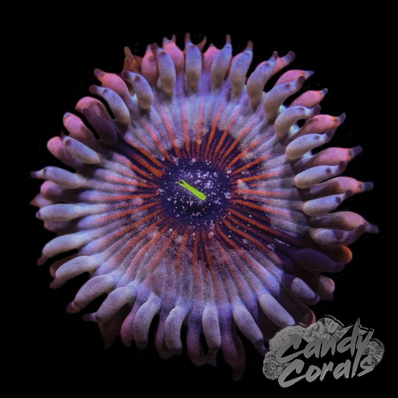 Seduction Palythoa Frag Z36