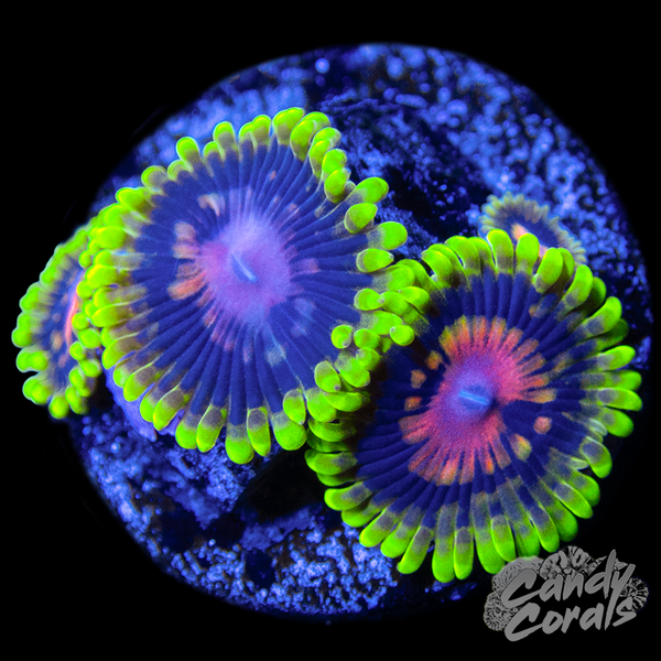 Zoa_11_copy_grande.png?v=