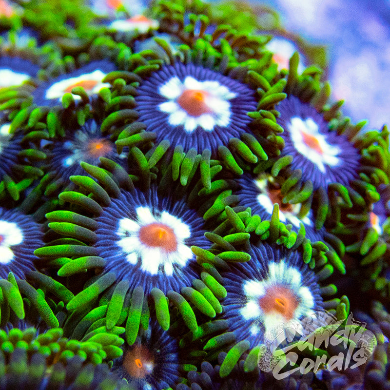 Pinwheel Zoanthid Frag Z58