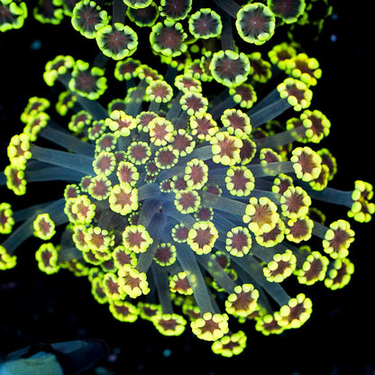 Small Pink Center Yellow Alveopora Colony