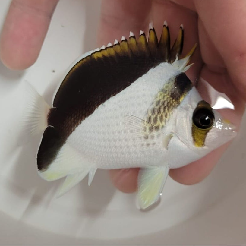 Hybrid Tinkeri/Burgessi Butterflyfish
