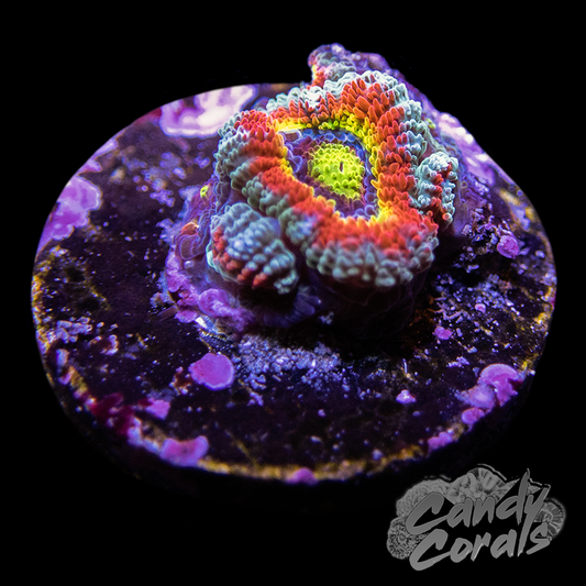 Holy Grail Acan Micromussa Per Polyp
