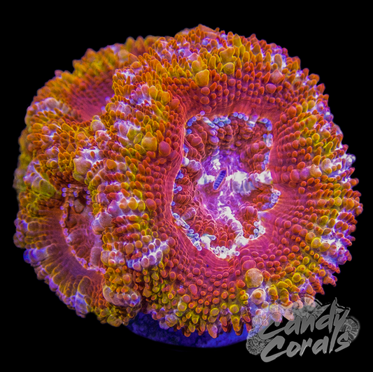 Megawatt Ultra Acan Lord Frag