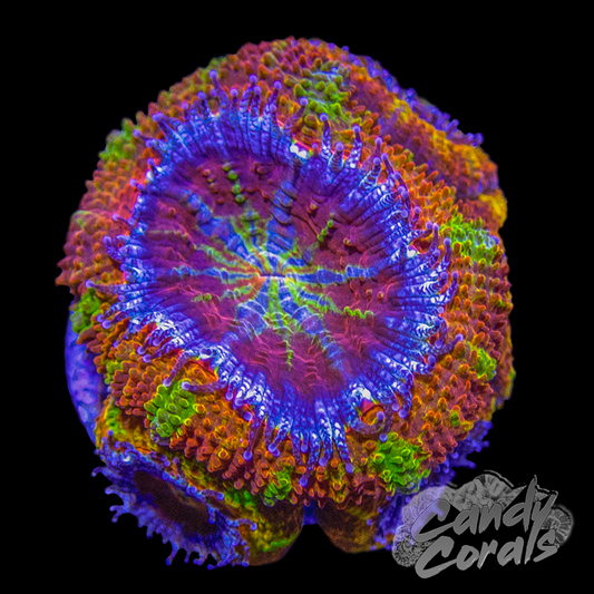 Tropic Glow Ultra Acan Lord Frag