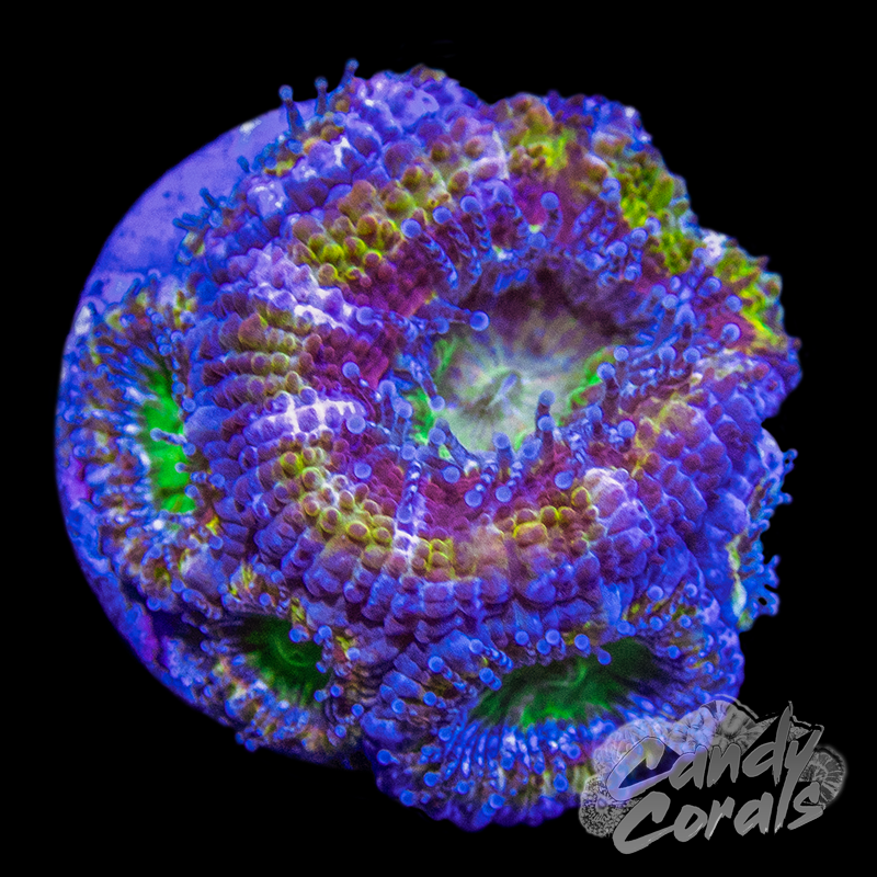 Banana Split Ultra Acan Lord Frag