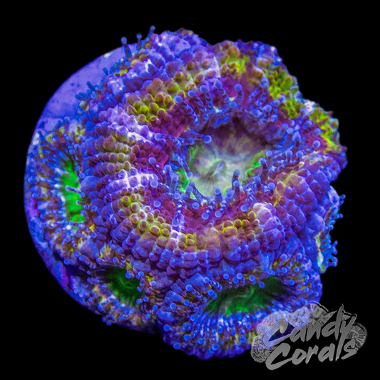 Banana Split Ultra Acan Lord Frag