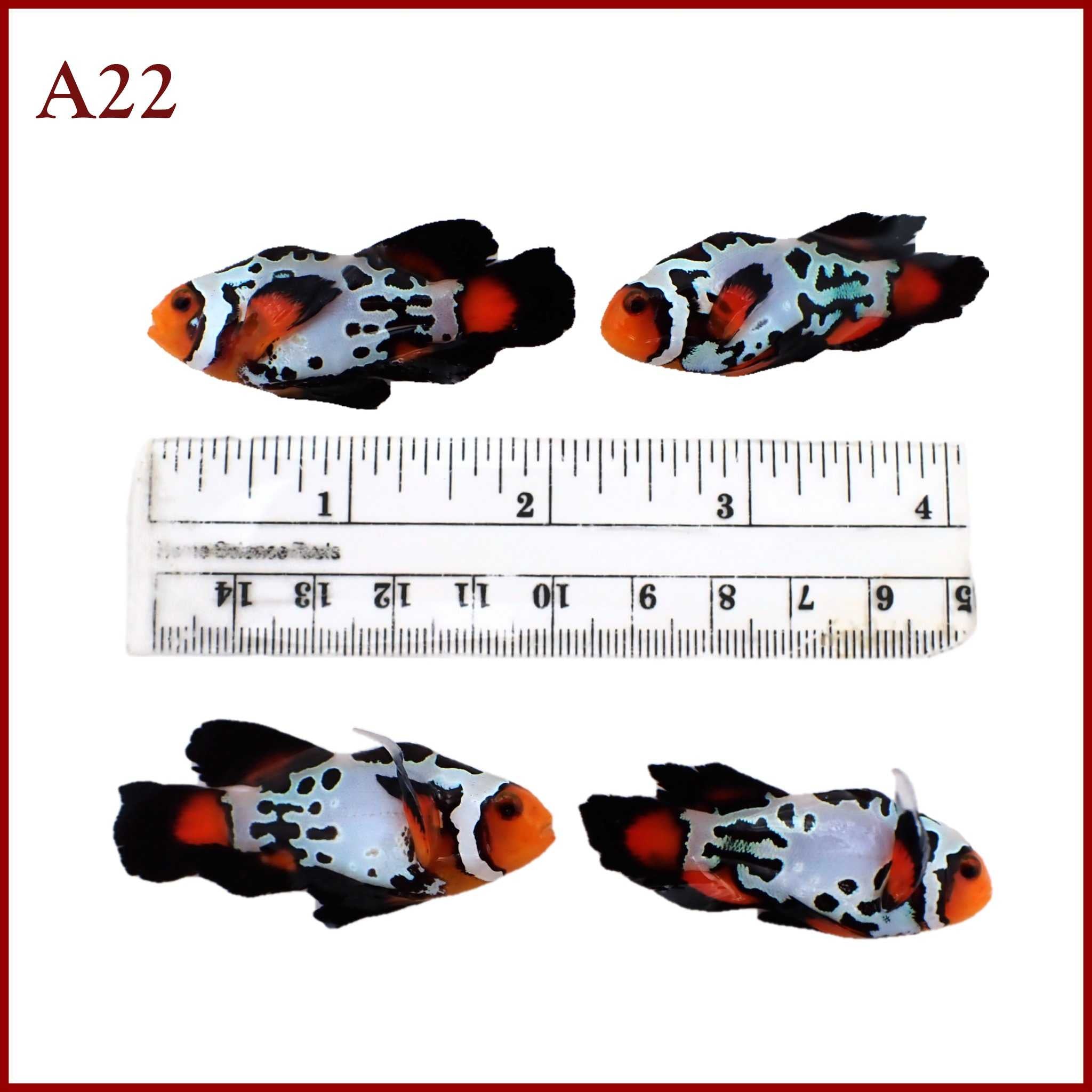 WYSIWYG Large Barcode Longfin Clownfish Pair 19