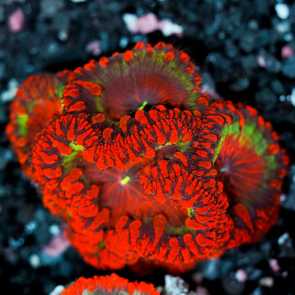 Blastomussa Colony WYSIWYG 42