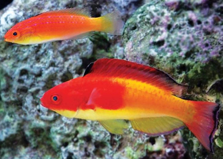 Nahacky Fairy Wrasse Pair