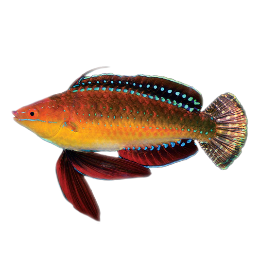 Wrasse - Yellow Flanked Fairy