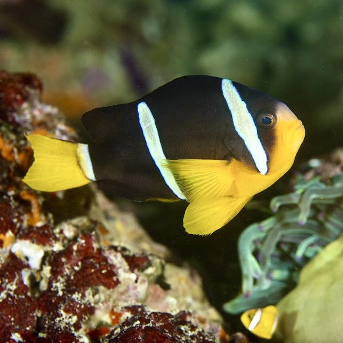 Wild Caught Clarkii Clownfish