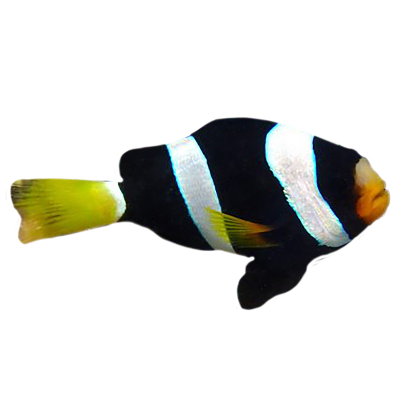 Captive Bred Black Clarkii Clownfish