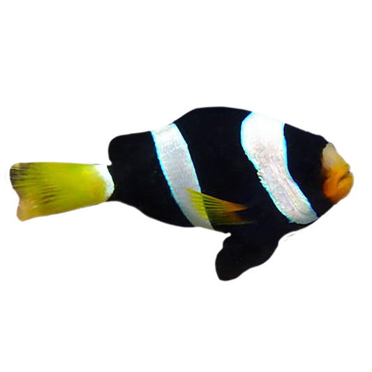 Captive Bred Black Clarkii Clownfish