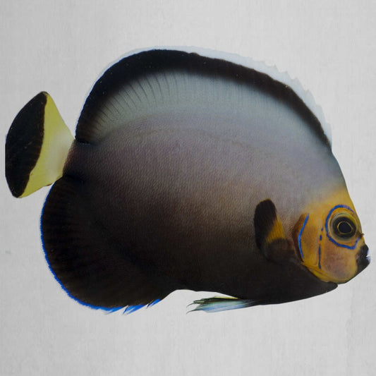 Captive Bred Conspicuous Angelfish