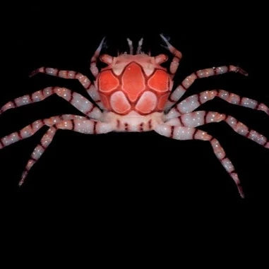 Pom Pom Crab - Missing Pom Poms