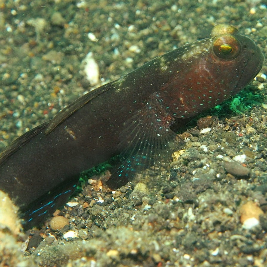 Spotted Watchman Goby