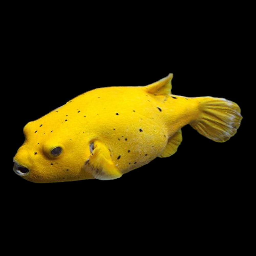 Golden Puffer