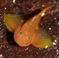 Rusty Goby Mated Pair