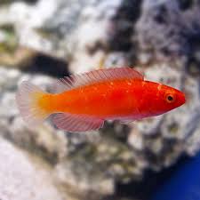 Male Magma Fairy Wrasse