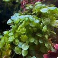 Suction Cup Caulerpa