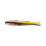 Wild Caught Neon Yellow Cleaner Goby
