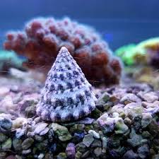 Tectus Snail