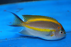 Male Bellus Angelfish