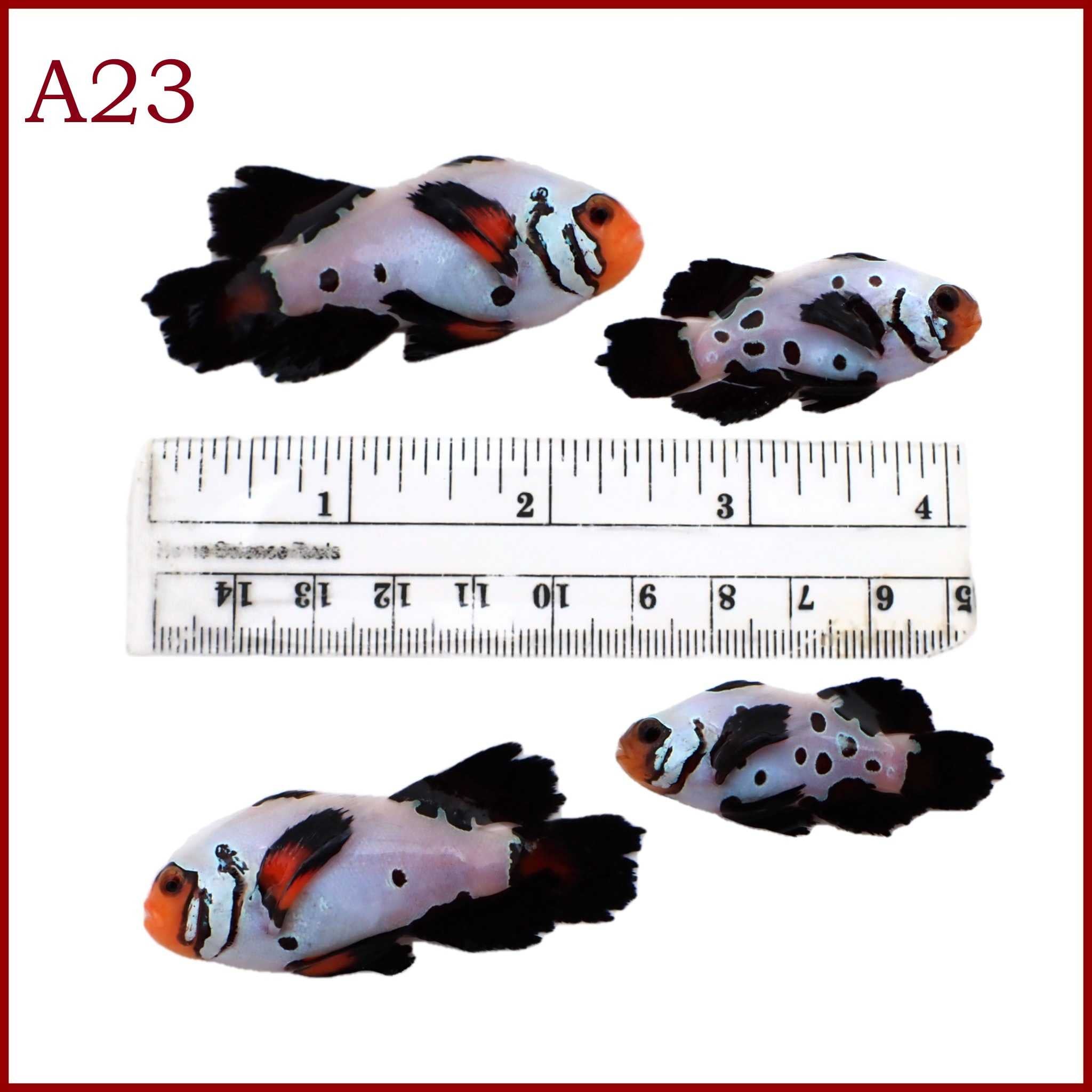 Jumbo Frostbite Longfin Clownfish Pair A23
