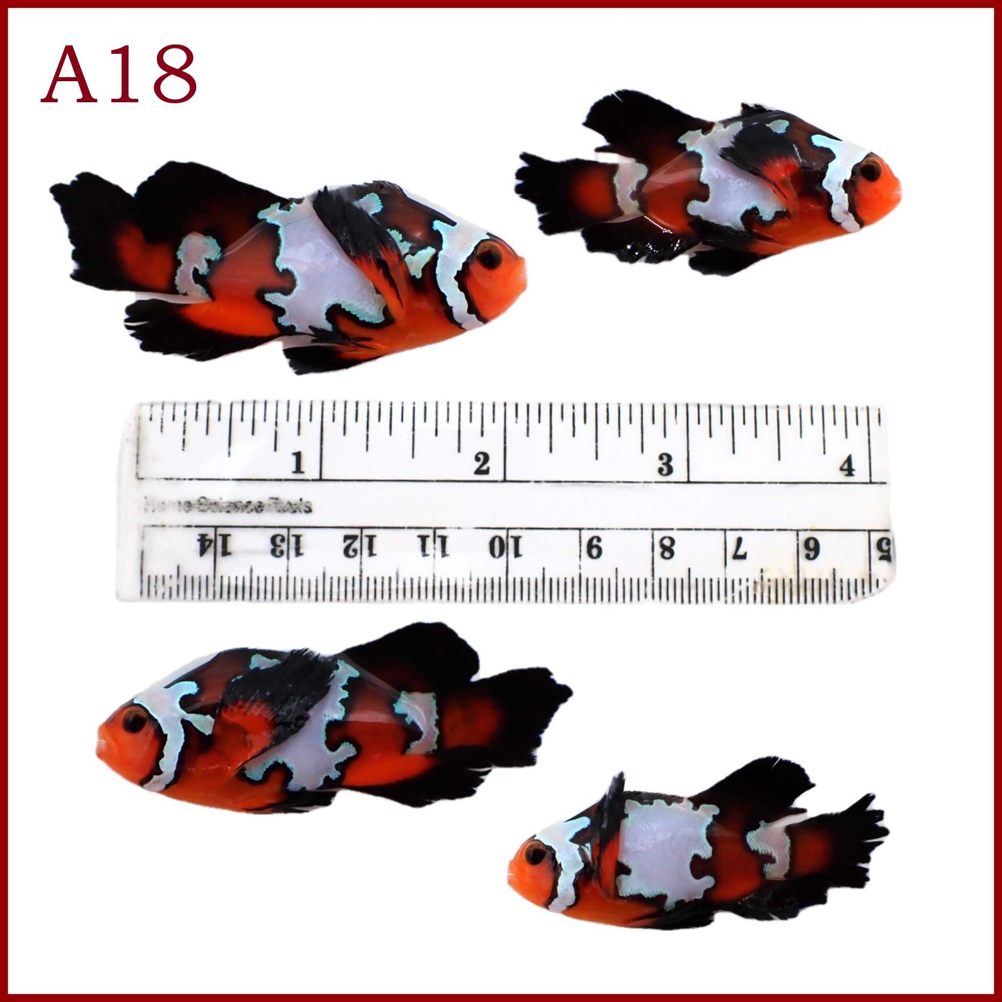 Jumbo Premium Black Ice Longfin Clownfish Pair A18