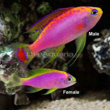 Ventralis Anthias